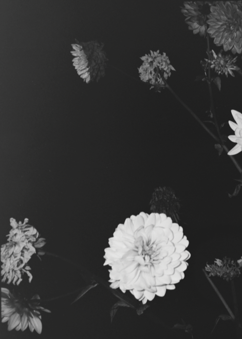 NIGHT GARDEN by Rebecca Cairns