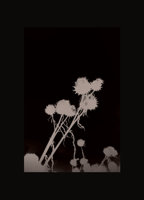 NIGHT GARDEN by Rebecca Cairns